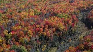 Fall Colors Drone Stock Footage V3