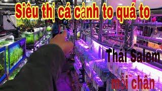 Siêu thị cá cảnh lớn nhất đường Trường Chinh TPHCM-Thái Salem mỗi cái chân