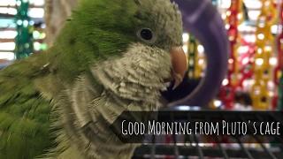 Good morning from Pluto the talking Quaker parrot