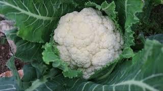 How to succeed your cauliflowers for sure?