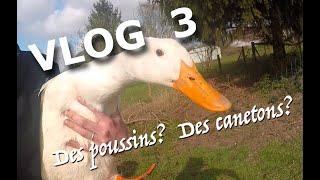 Vlog 3 - Des poussins? Des canetons?