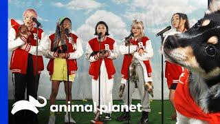 Boys World Perform The National Anthem | Puppy Bowl XVII