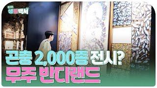 [즐거운생활백서] 곤충 2,000종 전시?  무주 반디랜드에 직접 가봤습니다!