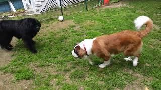 New foundland bear and saint bernard