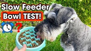 Schnauzer Tests Slow Feeder Dog Bowl—Does it REALLY Work?