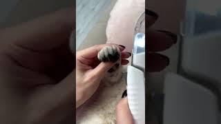 How to trim cat claws 