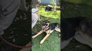 NEW A5698843 Zoey | German Shepherd Puppy