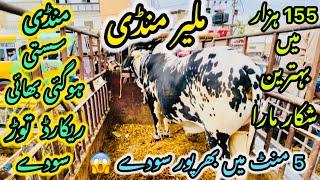 Malir Mandi Karachi Cattle Rates Update ️ || 20 may 2025 | Cow Mandi 2025 