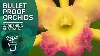Top tips for orchid success | Indoor plants | Gardening Australia