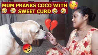 MUM PRANKS COCO WITH SWEET CURD  | COCO GETS ANGRY, BUT MUM PACIFIES HIM QUICKLY | #pranks