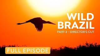 Brazil's Pantanal: Wildlife of the Tropical Wetlands | Nature Documentary