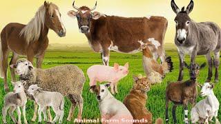 Farm Animal Sounds: Dog, Monkey, Cat, Pig, Cow, Elephant, Sheep - Animal Paradise