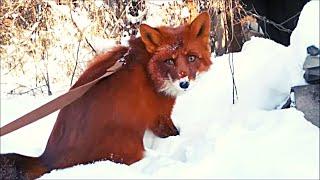 Snowy walk with Alf the Red Fox