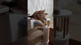 Диалог на мурмурмяуском. позитив от Марселя. А поговорить?