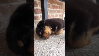 KCI registered rottweiler puppy for sale | canvas pet world #shorts