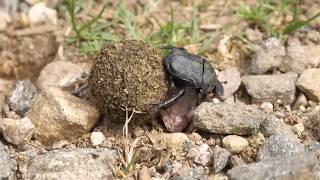 Scarabeo stercorario - Scarab Beetle (Scarabaeus sacer)
