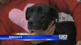 Pet of the Week - Bright