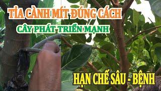 Tỉa cành tạo tán "Đúng Cách"! Giúp cây mít PHÁT TRIỂN cực mạnh, hạn chế SÂU BỆNH