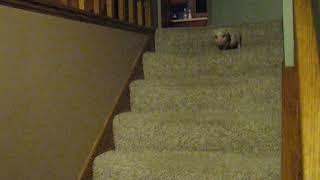 Hamlet the Mini Pig - Goes Down the Stairs