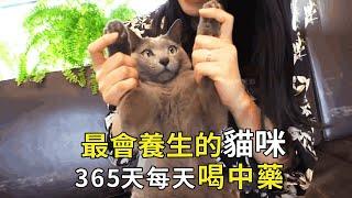 The most healthy cat! 365 days a year to drink traditional Chinese medicine smoked moxibustion  cat