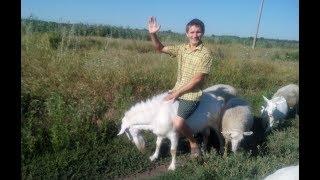 Хорошо в деревне жить. Влог 5.