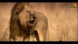 Wild Fauna / Битва прайдов / Lion Kingdom / 3-Кровная вражда