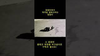 청량리에서 재개발 몸테크하는 댕댕이 3  #shorts