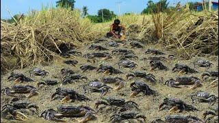 Season Catching Crap! A lot of craps in mud at rice field after harvest rice man catch by hand skill