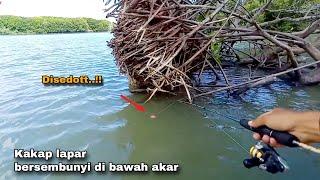 Anjayy..!! Dikira ikan buntal yang makan umpan ternyata Barramundi || Mancing Kakap putih