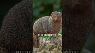 Interesting Facts About Mongoose#shorts