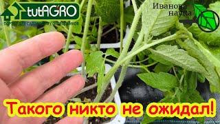 ШОК! СОБРАЛСЯ ВЫСАЖИВАТЬ ТОМАТЫ В ОТКРЫТЫЙ ГРУНТ И УВИЕЛ ТАКОЕ!...