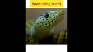 Which snake bite brings blood out of the body.#shorts #backtobasice #factifive #amazingfact