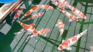 Journey to Koi Nogami Koi Farm: Experience the Grandeur of Koi Breeding