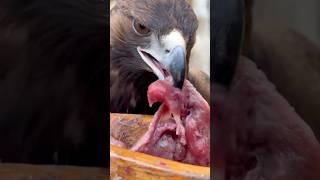 Feeding a Golden Eagle (and a surprise guest)