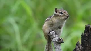 Chipmunk sings a rain song