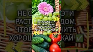 Какие растения нельзя сажать рядом?