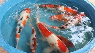 IMPORTED Japanese koi  vs LOCAL Japanese koi