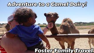 Oasis Camel Dairy Adventure! | Foster Family Travel