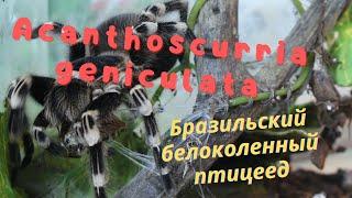 Acanthoscurria geniculata, Бразильский белоколенный паук-птицеед.