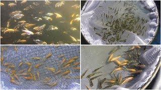 My Koi Breeding Project - Part 18  - Selection of 3rd spawning