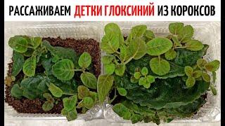  Глоксинии в КОРОКСАХ   ДЕТКИ пора РАССАЖИВАТЬ