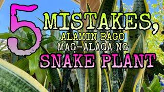 5 MISTAKES SA PAG-AALAGA NG SNAKE PLANT/ care tips for a healthy snake plant// jingle’s heasrtstring