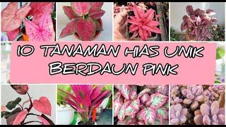 Unik dan estetik!! tanaman hias daun berwarna pink | tanaman hias hits 2021