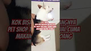 PADAHAL ANJING JUGA TERMASUK #PET  #petshorts #doglover #corgi #dogshorts #anjing #anjinglucu