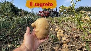 Il Segreto per coltivare Bene le Patate 