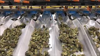 Cannabis Packaging Machine (MICRO420)