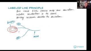 Labeled Line Principle