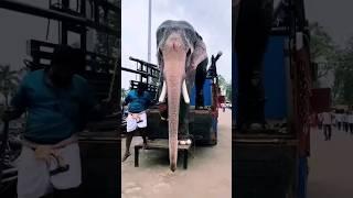 wow big majestic elepant l gajah besar #shorts #fyp #viral #lucu