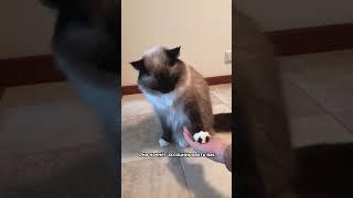 Как правильно наказывать кошку