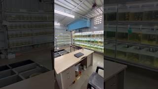 How many of you need full video? #birdsfarm #birds #guppyfish #guppy #fishtank #guppyfishfarming
